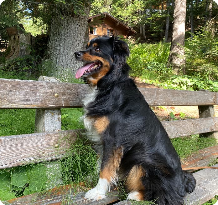 Un chien assis près d'une barrière en bois