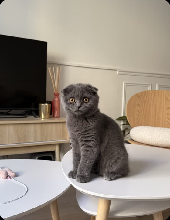 Un chat gris sur une table