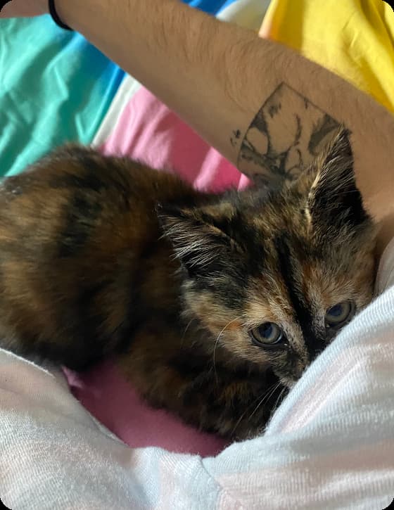 Un chaton blotti dans une couverture