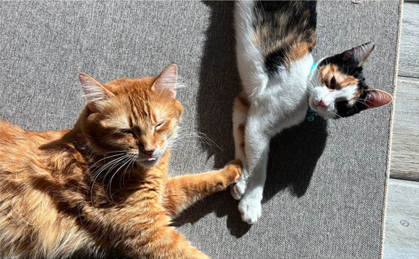 Deux chats allongés sur un tapis gris