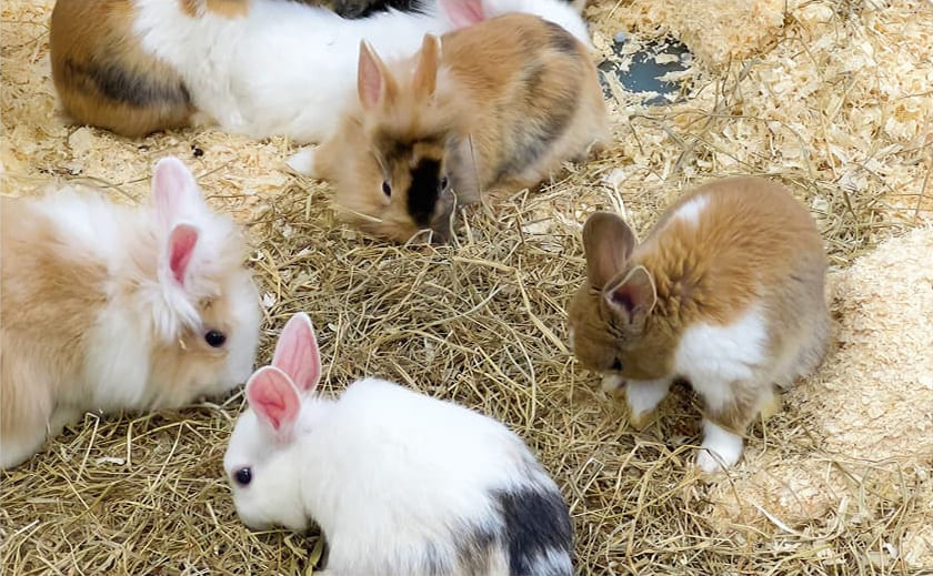 Quelques lapins dans la paille