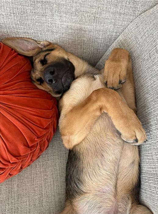 Un chien allongé sur le dos dans un canapé